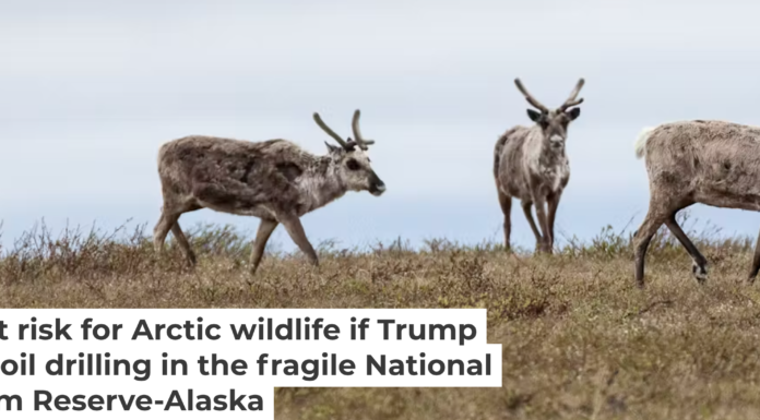 Teshekpuk caribou graze in the National Petroleum Reserve-Alaska. Bob Wick/BLM, CC BY